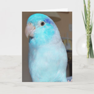 Bonjour ! Carte de voeux pour oiseaux Parrotlet Pa
