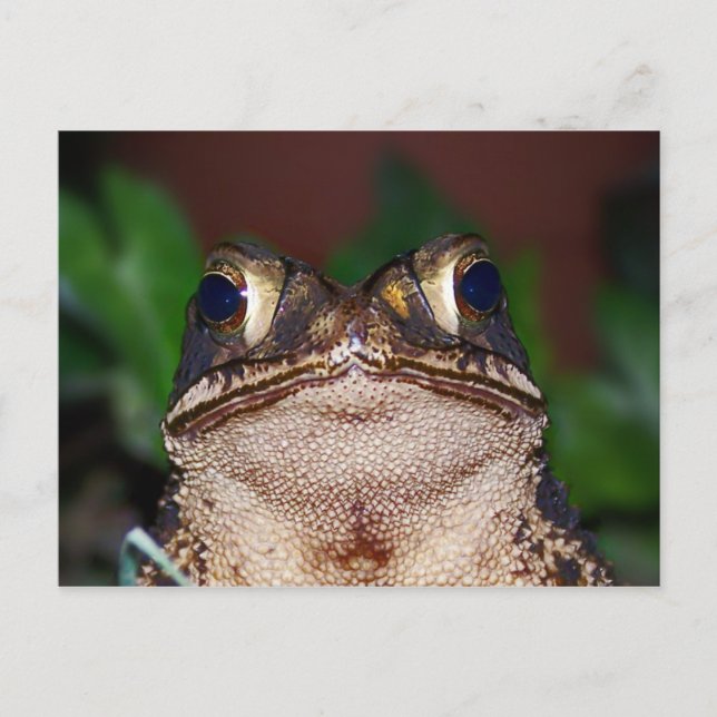 Bonjour ! Carte postale (Devant)