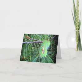 bonjour carte pour notes de chenille