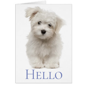 Bonjour Chien De Chien De Chien De Chien De Chien 