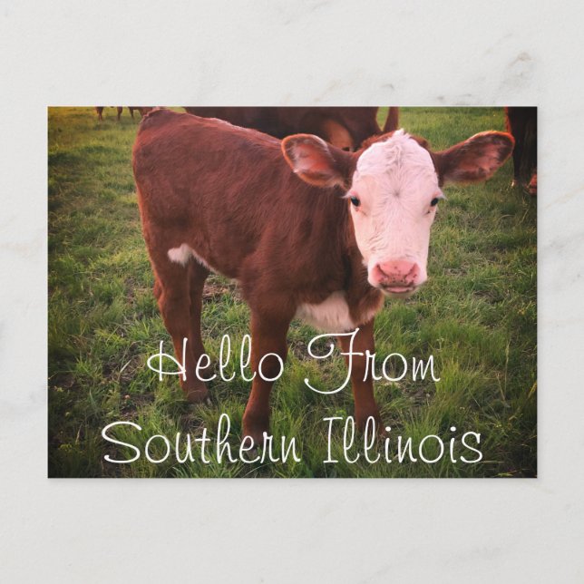 Bonjour De Southern Illinois Calf Carte Postale (Devant)
