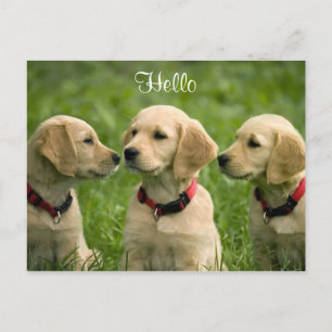 Bonjour Golden Retriever Puppies carte postale