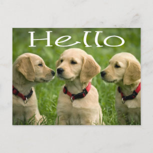 Bonjour Golden Retriever Puppy Chien carte postale