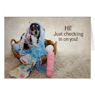 BONJOUR ! - HUMOUR - CHIEN EMBROUILLÉ EN FIL