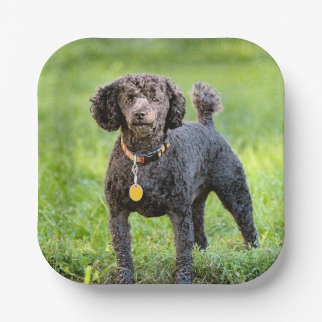 BonJour Pappteller (Vorderseite)