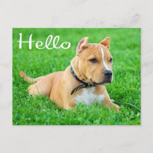 Bonjour Pit Bull Chien Chien Blanc Carte Postale