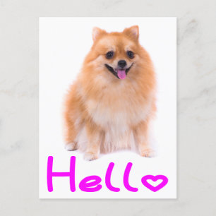 Bonjour Poméranie Chien Chien Chien Blanc Carte po
