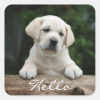 Bonjour / Salut Labrador Retriever Stickers Chien
