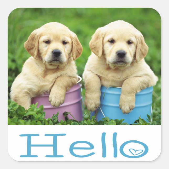 Bonjour / Salut Labrador Retriever Stickers Chien  (Devant)