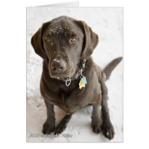 Bonjour Sweet Labrador Retriever Snow Sprinted