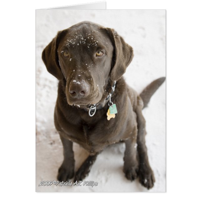 Bonjour Sweet Labrador Retriever Snow Sprinted (Devant)