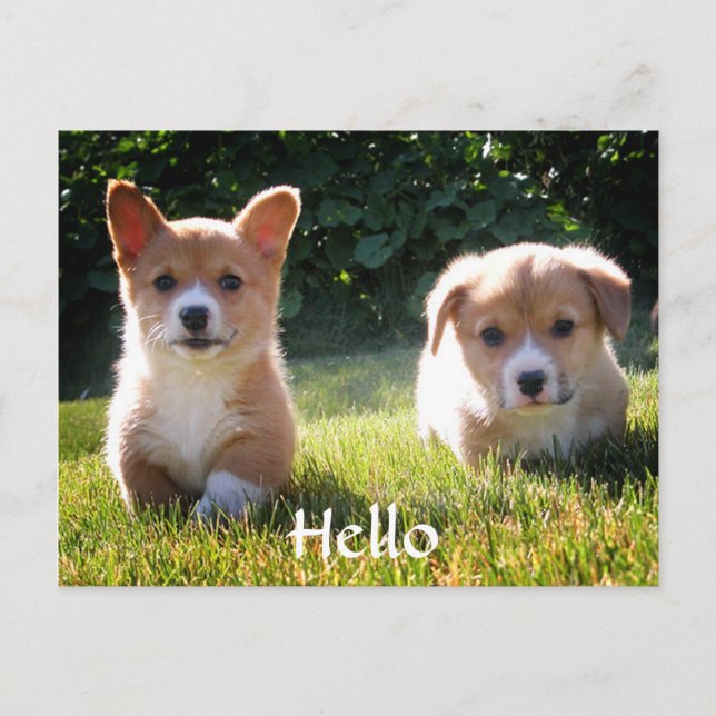 Bonjour Welsh Pembroke Corgi Puppy Chien carte pos (Devant)