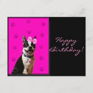 Bonne Anniversaire Boston Terrier carte postale