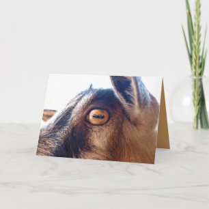 Bonne Anniversaire Vous Vieux Chien Carte de voeux