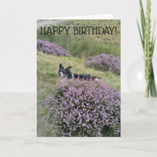 Bonne carte d'anniversaire 'Peep Bo' Collie