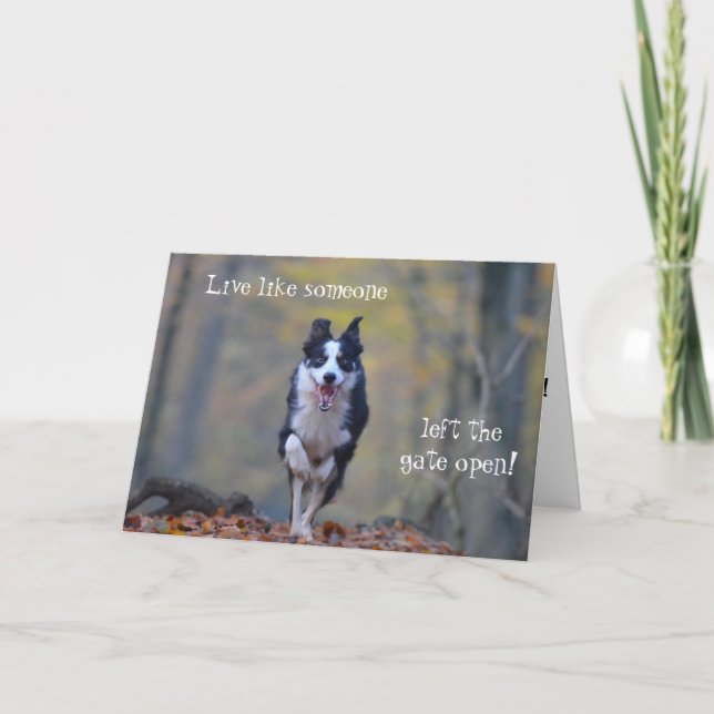 Bonne carte d'anniversaire pour chien Collie Borde (Devant)