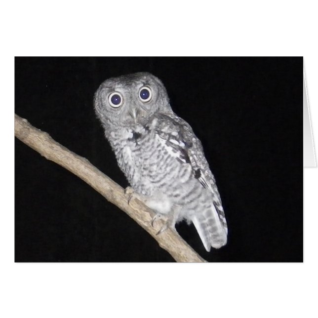 Bonne carte de hibou d'Halloween (Devant horizontal)