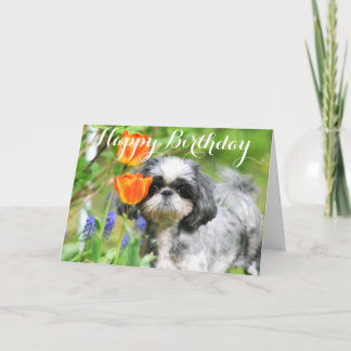 Bonne carte de voeux pour fille Shitzu Anniversair