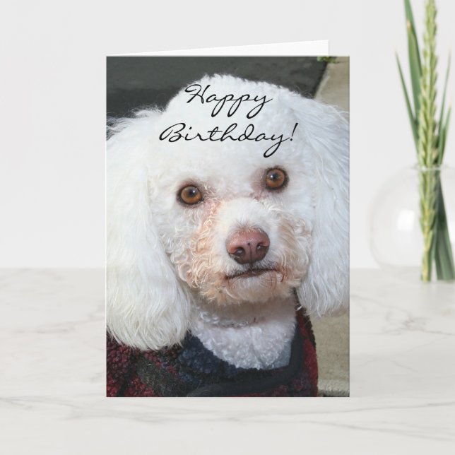 Bonne carte de voeux pour le caniche blanc anniver (Devant)