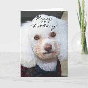 Bonne carte de voeux pour le caniche blanc anniver