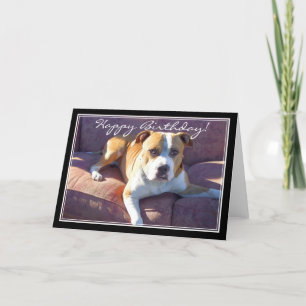 Bonne carte Pitbull Dog anniversaire