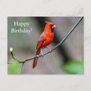 Bonne carte postale Cardinal d'anniversaire