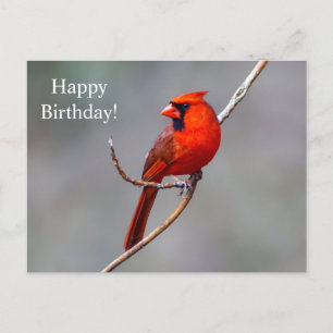 Bonne carte postale Cardinal d'anniversaire