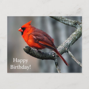 Bonne carte postale Cardinal d'anniversaire