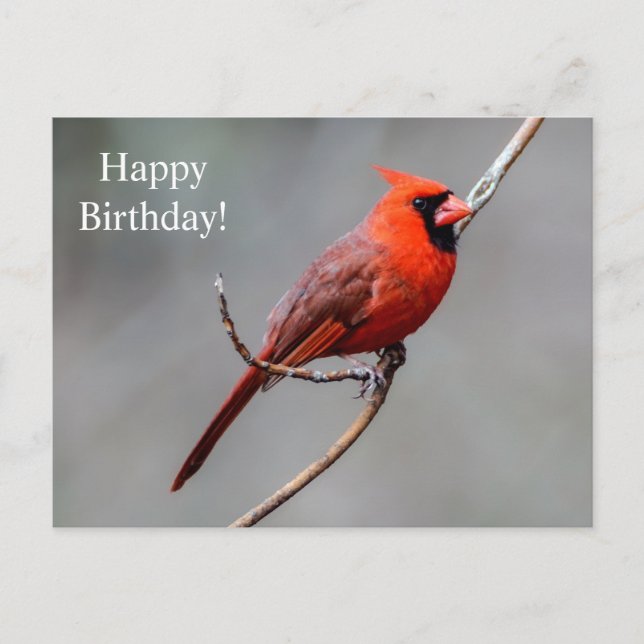 Bonne carte postale Cardinal d'anniversaire (Devant)