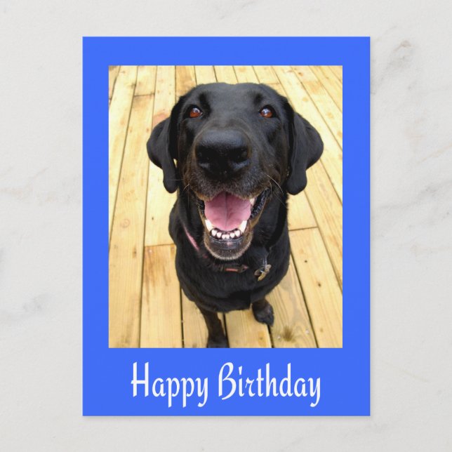 Bonne carte postale d'anniversaire Black Labrador  (Devant)