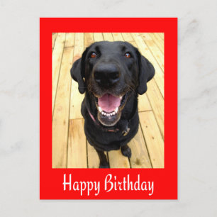 Bonne carte postale d'anniversaire Black Labrador 
