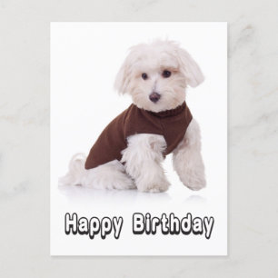 Bonne carte postale pour chien maltais chiot d'ann