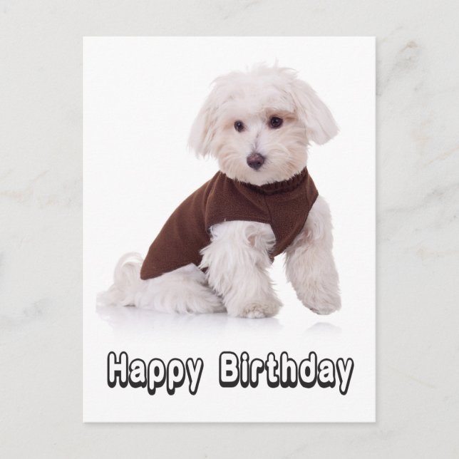 Bonne carte postale pour chien maltais chiot d'ann (Devant)