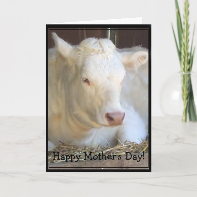 Bonne fête des mères Carte de voeux de vache blanc (Devant)