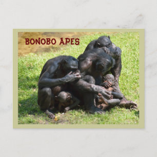 Bonobo Apes Postkarte