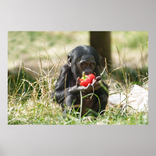 Bonobos Picnic Poster (Vorne)