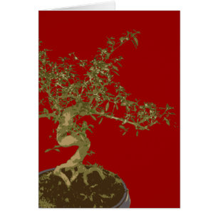Bonsai