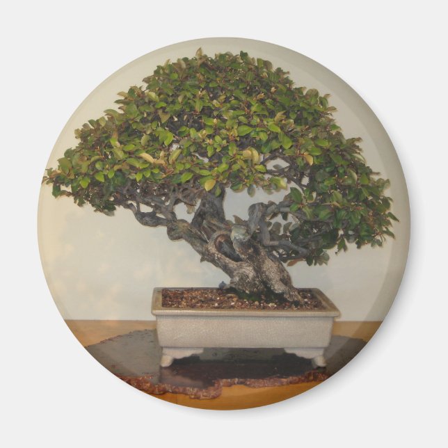 Bonsai bei National Arboretum, Washington D.C. Magnet (Vorne)