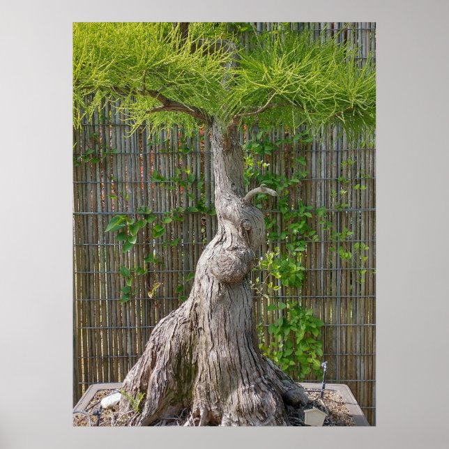 Bonsai Eejit Tree Poster (Vorne)