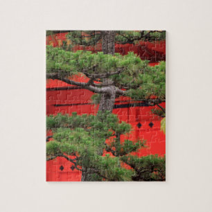 Bonsai-Kiefer