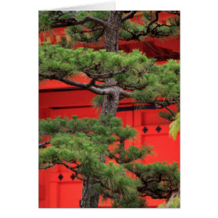 Bonsai-Kiefer