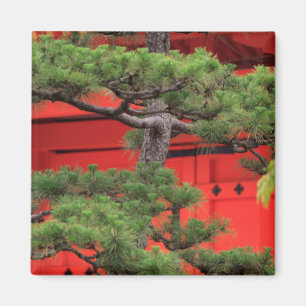 Bonsai-Kiefer Magnet