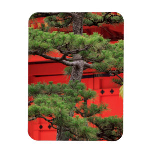 Bonsai-Kiefer Magnet