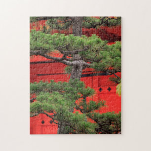 Bonsai Pine Tree