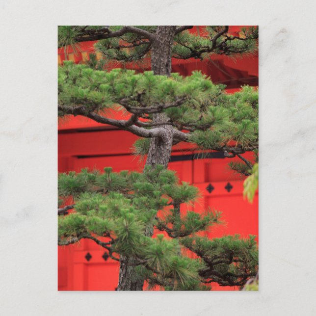 Bonsai Pine Tree Postkarte (Vorderseite)