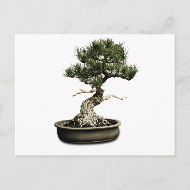 Bonsai Postkarte (Vorderseite)