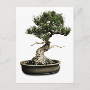 Bonsai Postkarte