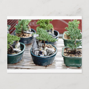 Bonsai Tree Postkarte