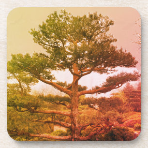 Bonsai Tree Untersetzer