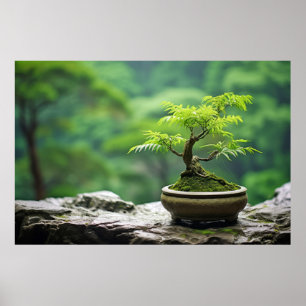 Bonzai Pflanze Ruhige Friedliche Natur Poster